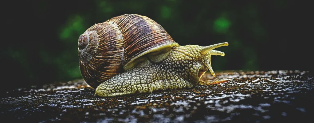 Browser-Based Performance Testing